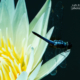 Blue Dragon Fly by Siew Bee Lim