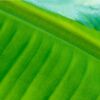 Banana Leaf by Siew Bee Lim - Close-up Photography, Nature Photography, Art Photography, Photography Awards, Online Photography Courses