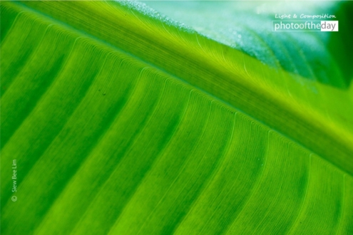 Banana Leaf by Siew Bee Lim - Close-up Photography, Nature Photography, Art Photography, Photography Awards, Online Photography Courses