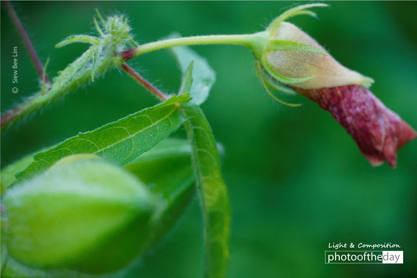 Golden Dewdrop by Siew Bee Lim - Close-up Photography, Nature Photography, Photo of the Day, Award Winning Photography, Photography Education