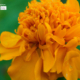 Marigold by Siew Bee Lim