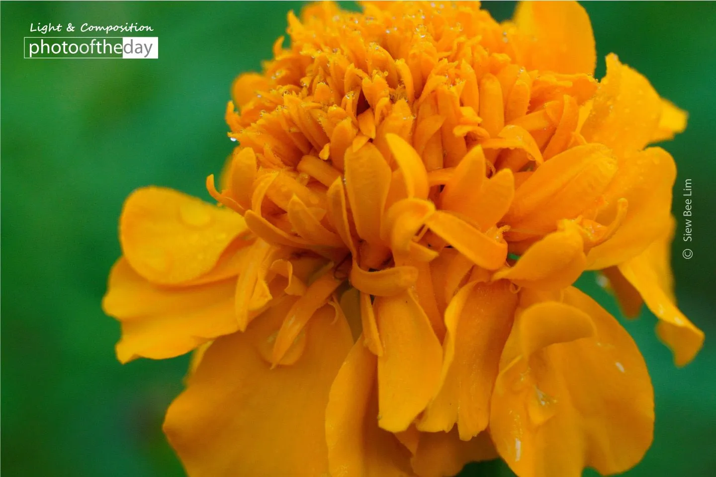 Marigold by Siew Bee Lim - Close-up Photography, Photography Awards, Photo of the Day, Art Photography, Online Photography Courses