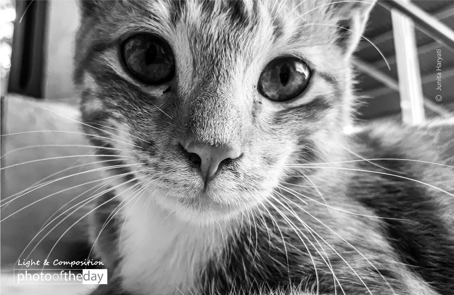 Cimin the Cat by Junita Haryati - Photo of the Day, Wildlife Photography, Photography Awards, Art Photography, Cat Photography