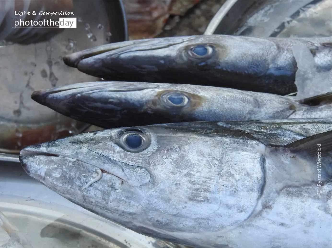Barracudas for Sale by Ryszard Wierzbicki