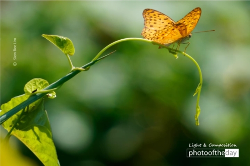 Common Leopard by Siew Bee Lim - Close-Up Photography, Nature Photography, Common Leopard, Photo of the Day, Photography Awards