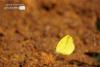 Common Grass Yellow by Siew Bee Lim