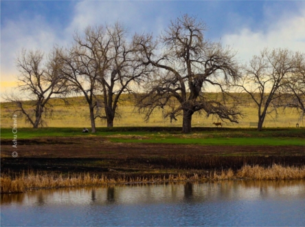 A Deer in the Woods by Ashu Chawla - Nature Photography, Photography Awards, Photo of the Day, Wildlife Photography, Art Photography