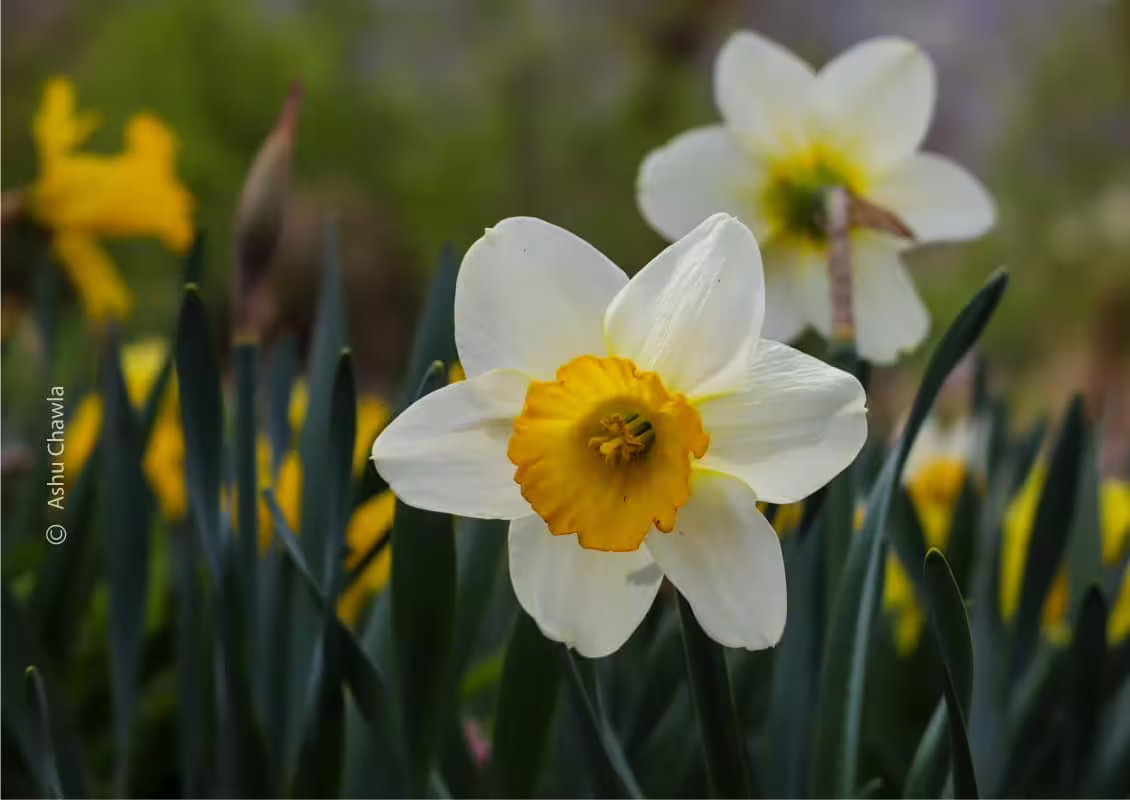 Daffodils – A Symbol of New Beginnings by Ashu Chawla