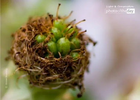 Secrets of Nature by Kirsten Bruening - Close-up Photography, Nature Photography, Photography Awards, Photo of the Day, Online Photography Courses