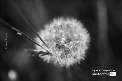 Make a Wish by Kirsten Bruening - Close-up Photography, Nature Photography, Photo of the Day, Photography Awards, Online Photography Courses