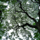 Veins of Green by Ryan Perris