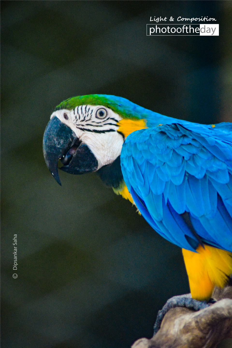 Some Birds are Not Meant to be Caged by Dipsankar Saha Photo of the day 13072019 1n