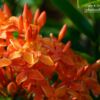 Ixora Chinesis by Siew Bee Lim - Photo of the Day, Art Photography, Photography Awards, Ixora Chinesis, Color Photography