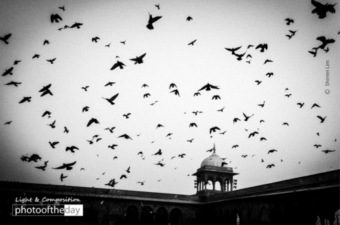 Birds by Shirren Lim - Black and White Photography, Photojournalism, Photography Awards, Photo of the Day, Shirren Lim