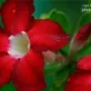 Impala Lily by Siew Bee Lim