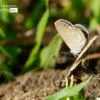Lesser Grass Blue by Siew Bee Lim