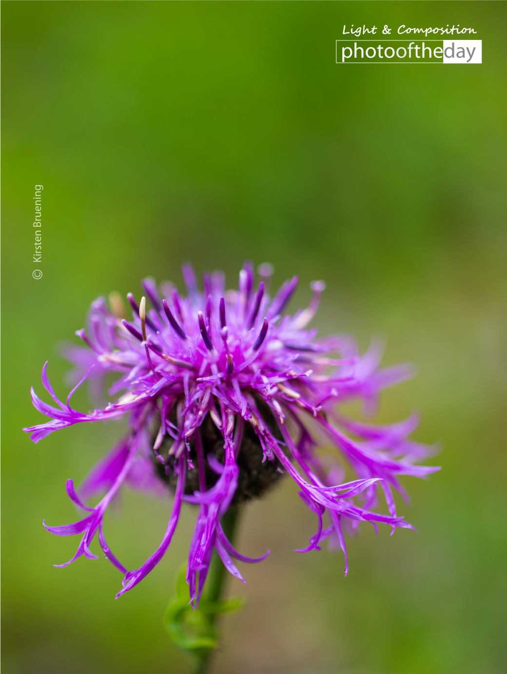 Wild Flowers by Kirsten Bruening Photo of the day 20072019 1n