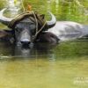 Water Buffalo by Ryszard Wierzbicki - Wildlife Photography, Water Buffalo, Photojournalism, Photography Awards, Photo of the Day