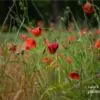 Summer Dream by Kirsten Bruening - Nature Photography, Award Winning Photography, Photo of the Day, Art Photography, Photography Awards