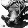 Carabao Reflected by Ryszard Wierzbicki - Water Buffalo Photography, Photojournalism, Wildlife Photography, Photography Awards, Art Photography
