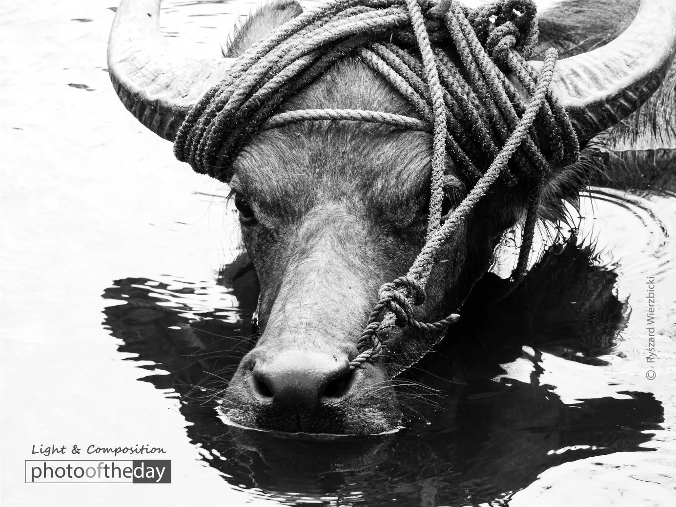 Carabao Reflected by Ryszard Wierzbicki - Water Buffalo Photography, Photojournalism, Wildlife Photography, Photography Awards, Art Photography