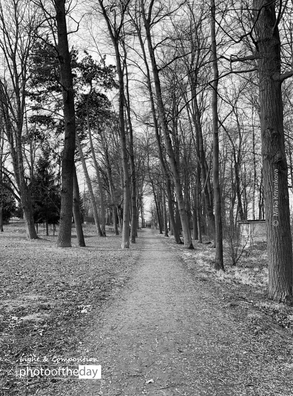 The Woods by Mirka Krivankova Photo of the day 26072019 1n