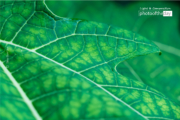 Papaya Leaf by Siew Bee Lim