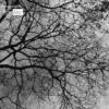 Autumn Sky by Conrado Krainer - Photo of the Day, Photography Awards, Art Photography, Black and White Photography,  Autumn Photography