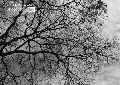 Autumn Sky by Conrado Krainer - Photo of the Day, Photography Awards, Art Photography, Black and White Photography,  Autumn Photography