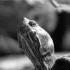 The Ancient Symbol of Mother Earth by Kirsten Bruening - Wildlife Photography, Nature Photography, Photo of the Day, Photography Awards, Art Photography