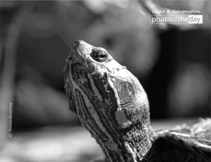 The Ancient Symbol of Mother Earth by Kirsten Bruening - Wildlife Photography, Nature Photography, Photo of the Day, Photography Awards, Art Photography
