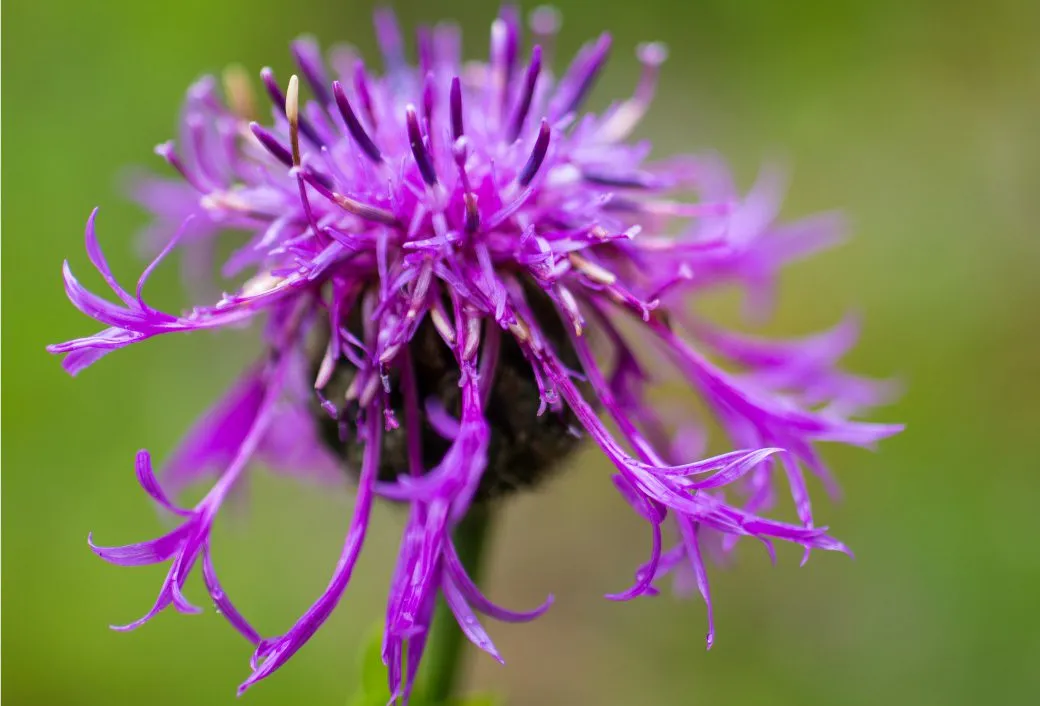 Wild Flowers by Kirsten Bruening - Wildflowers, Photography, Photo of the Day, Nature Photography, Art Photography