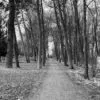 The Woods by Mirka Krivankova - Art Photography, Photo of the Day, Black and White Photography, Photography Awards, Online Photography Courses