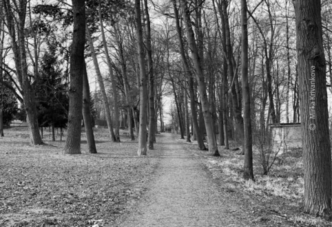 The Woods by Mirka Krivankova - Art Photography, Photo of the Day, Black and White Photography, Photography Awards, Online Photography Courses