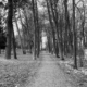 The Woods by Mirka Krivankova - Art Photography, Photo of the Day, Black and White Photography, Photography Awards, Online Photography Courses
