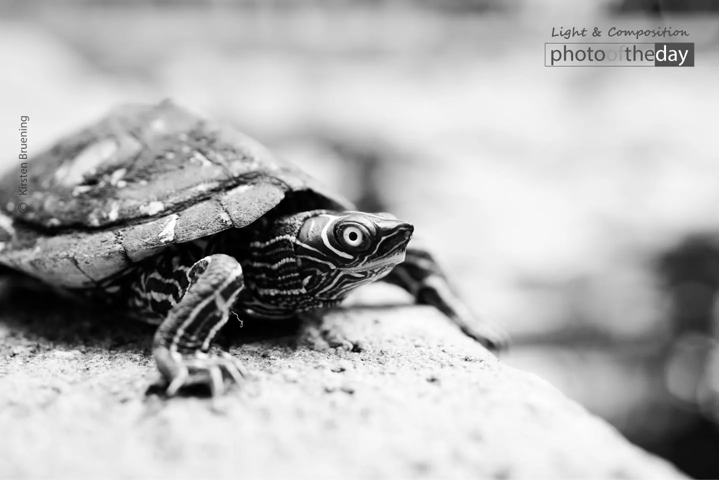 Childhood by Kirsten Bruening - Wildlife Photography, Photo of the Day, Award Winning Photography, Nature Photography, Photography Awards