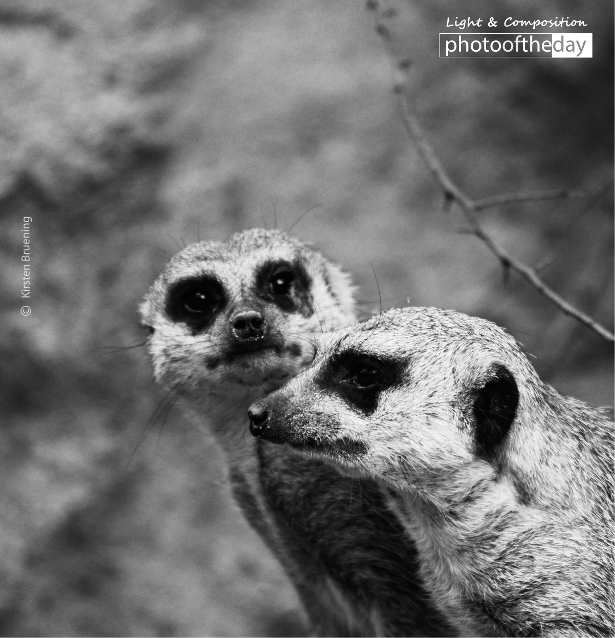 Little Friends by Kirsten Bruening Photo of the day 07112019 1n