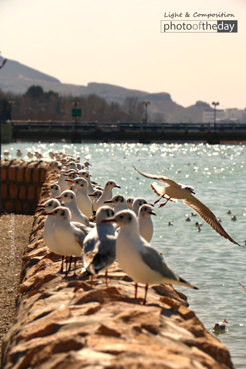 Birds on the Lake by Zahra Vatan Parast Photo of the day 08112019 1n