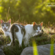 Cats by Erfaneh Nikpendar