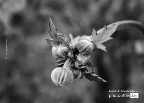 Early Bird by Kirsten Bruening - Nature Photography, Art Photography, Photo of the Day, Photography Awards, Close-up Photography