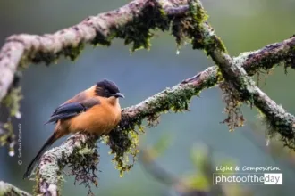 Lonely Bird in the Cold Himalayas by Sarthak Pattanaik