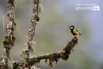 Green-Backed Tit in a Winter Morning by Sarthak Pattanaik