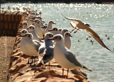 Birds on the Lake by Zahra Vatan Parast - Wildlife Photography, Photo of the Day, Nature Photography, Photography Awards, Online Photography Courses