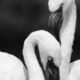 Flirting Flamingos by Kirsten Bruening - Wildlife Photography, Photo of the Day, Photography Awards, Art Photography, Flamingos
