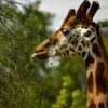 Madagascar by Kirsten Bruening - Wildlife Photography, Photography Award, Photo of the Day, Giraffe Photography, Art Photography