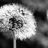 Some See a Weed by Kirsten Bruening - Art Photography, Photo of the Day, Close-up Photography, Photography Awards, Light & Composition University