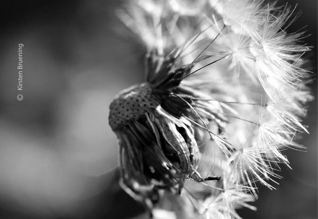 See the Beauty in Everything by Kirsten Bruening - Close-Up Photography, Art Photography, Photo of the Day, Photography Awards, Online Photography Courses