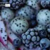 Nature’s Candy by Agnieszka Bodes - Food Photography, Art Photography, Photo of the Day, Photography Awards, Online Photography Courses
