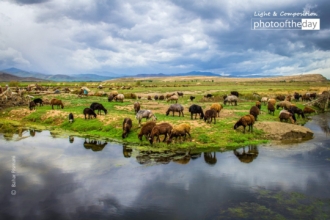 Mahabad Countryside by Bahar Rismani