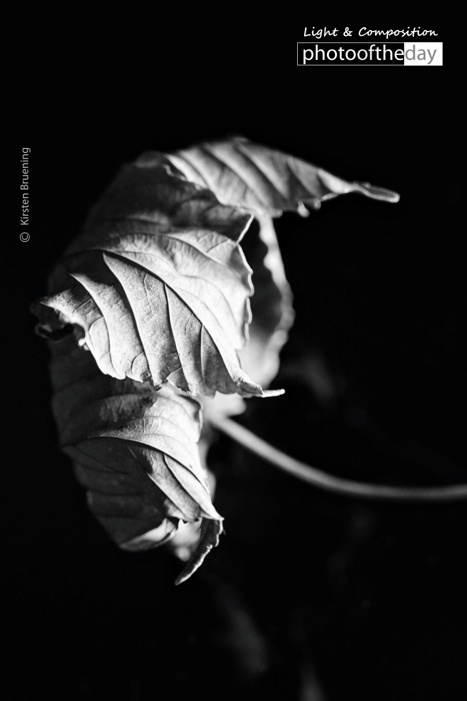 The Last Leaves Falling by Kirsten Bruening Photo of the day 06052020 1n